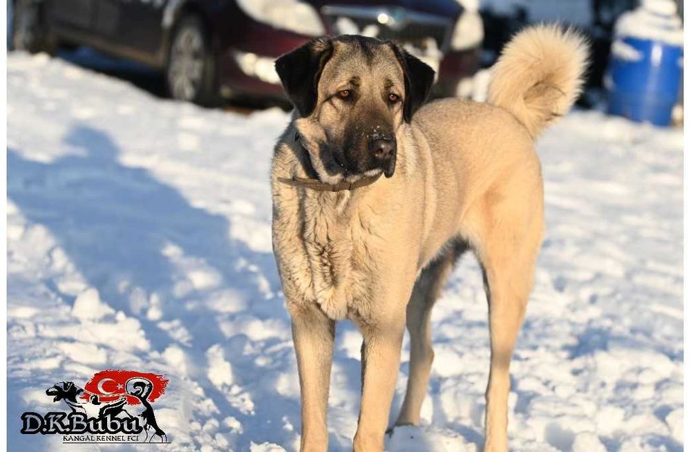 Kangal import Turcja ZKwP FCI
