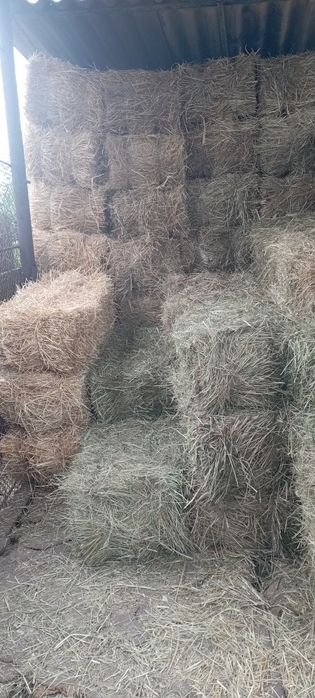 Луговое сено разнотравье 2025 г