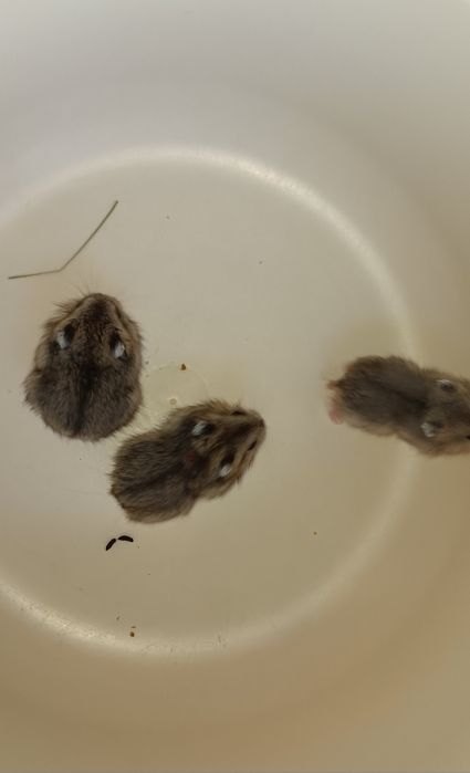 Hamsters russos anões