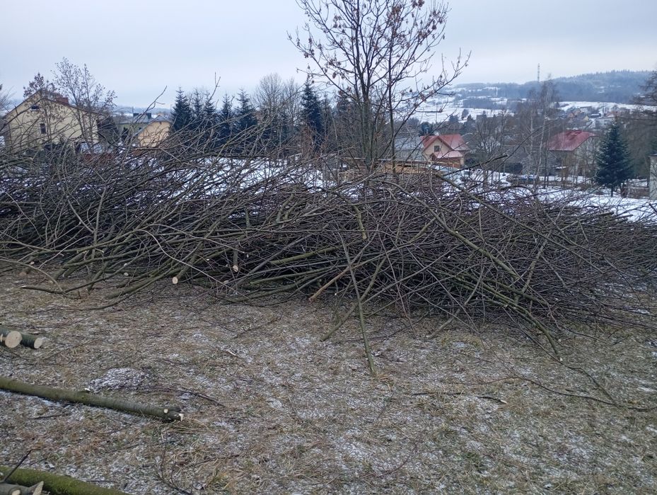 Gałęziówka oddam za darmo