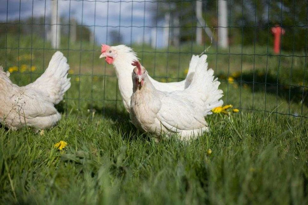 Kurki nioski Tetra tintet transport Gratis