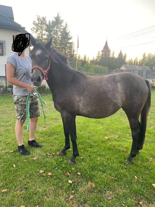 Sprzedam dwie klacze!