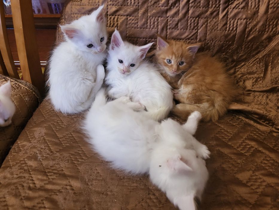 Котята Мейн-кун,привиты и обработаны,питомник