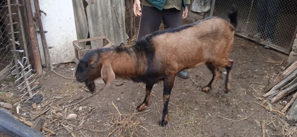 Цап анлонубієць 1.5 рік