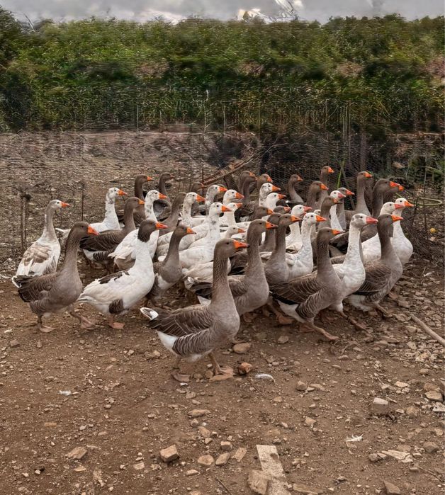 Gansos Toulose Cinzentos