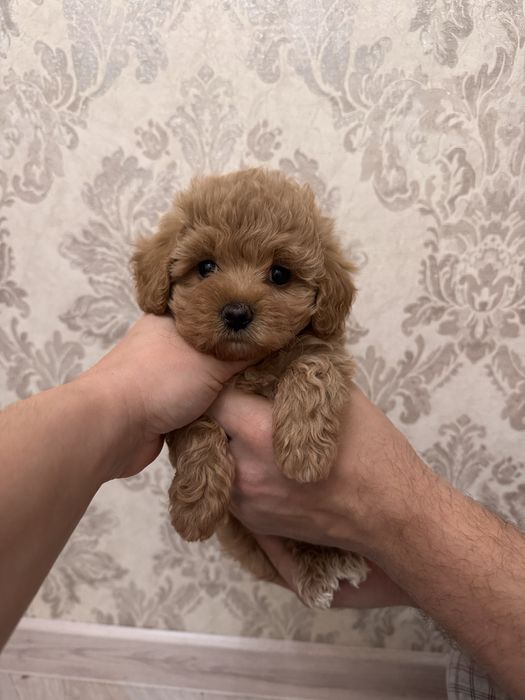 Крутая мини малышка мальтипу F1