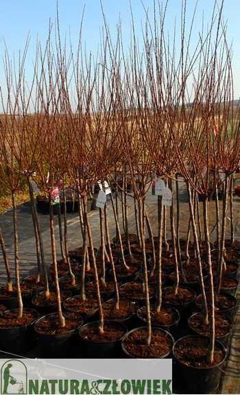 DRZEWA OZDOBNE Klon Katalpa Brzoza Grab Głóg Migdałek Platan PRODUCENT