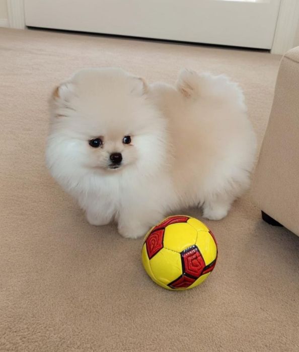 Померанский малыш. Маленький мишка.