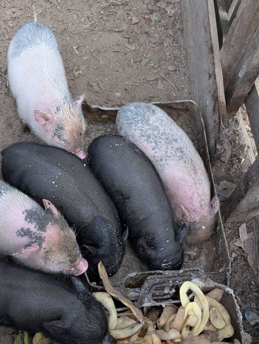 Porquinhos mini pig