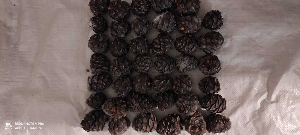 Кедрові шишки молочної стиглості заморожені