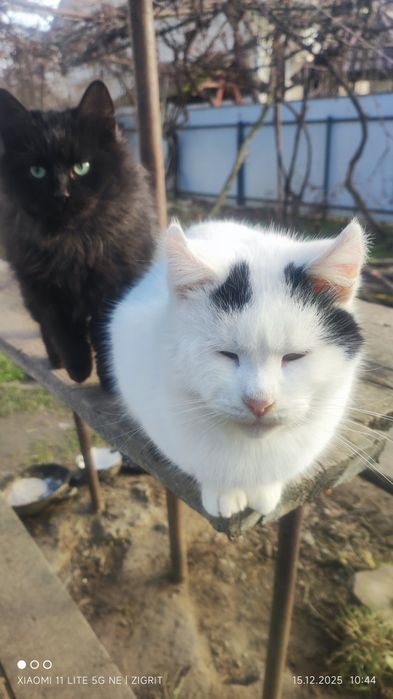 Отдам  котика  3 года и двух котят по годику ( Сторожинец)
