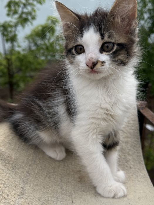 Подарую двох котиків