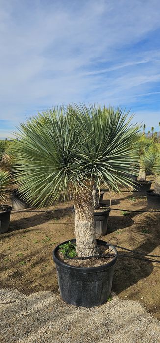 Yucca Rostrata juka roślina egzotyczna Palma mrozoodporna Trachycarpus