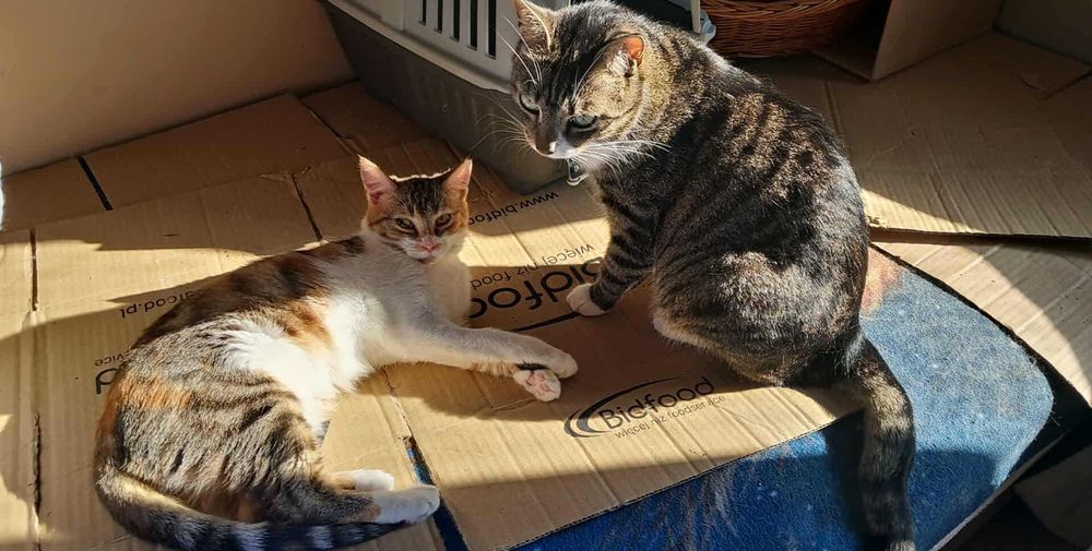 ROZETKA - kolorowa kotka