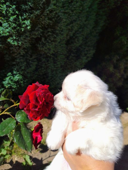 Цуценята мальтезе мальтійські болонки