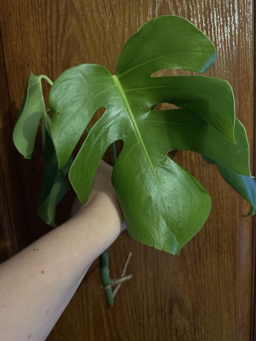 Зріз монстери делікатесної