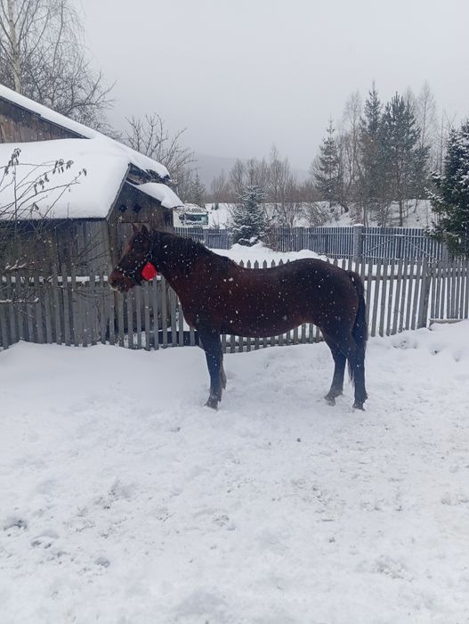 Продам робочу кобилу 9 років.