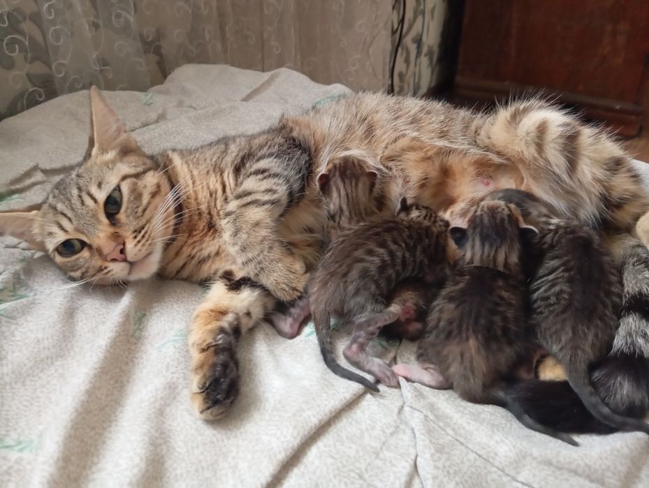 Незапланированные котята