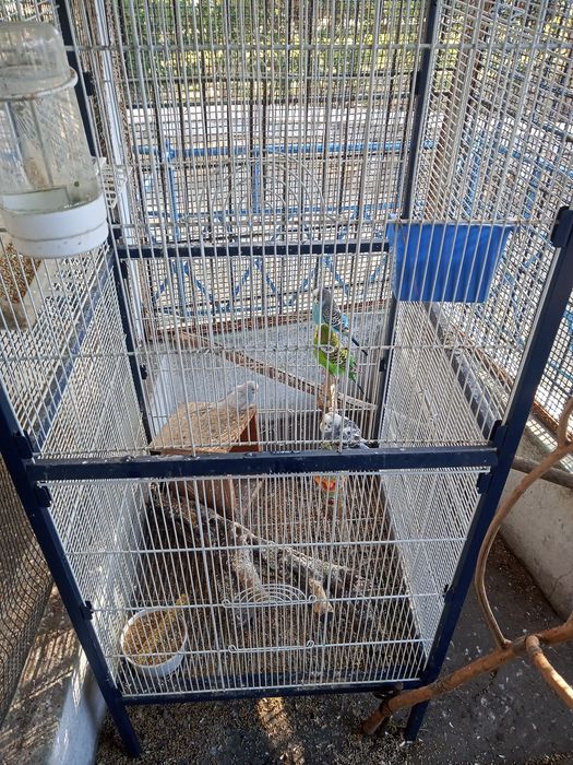 4 piriquitos  várias cores