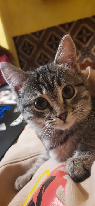 Віддам у добрі руки КОТА