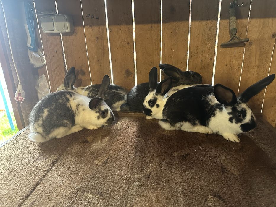 Продаються кролі