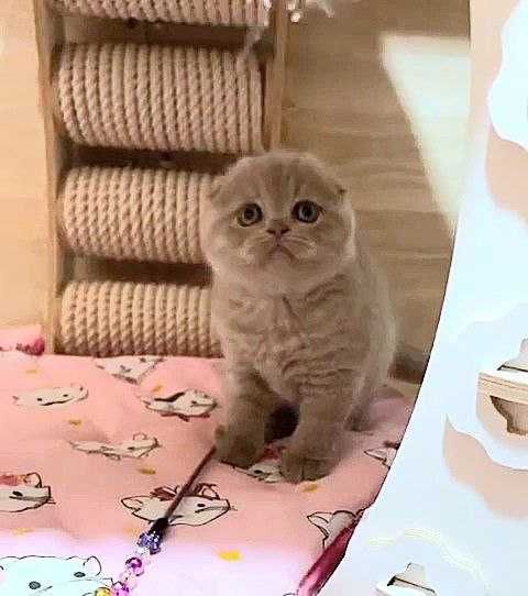 Гарненька Висловуа дівчинка