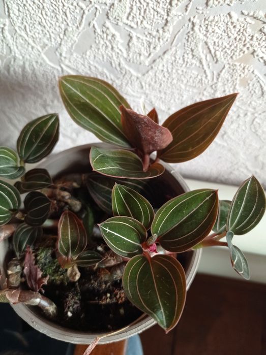 Орхидея Лудизия.