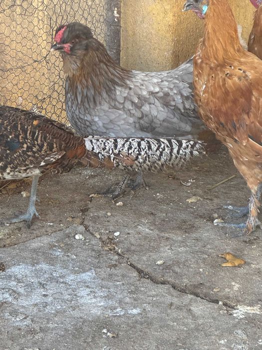 Vendo frangos diversos