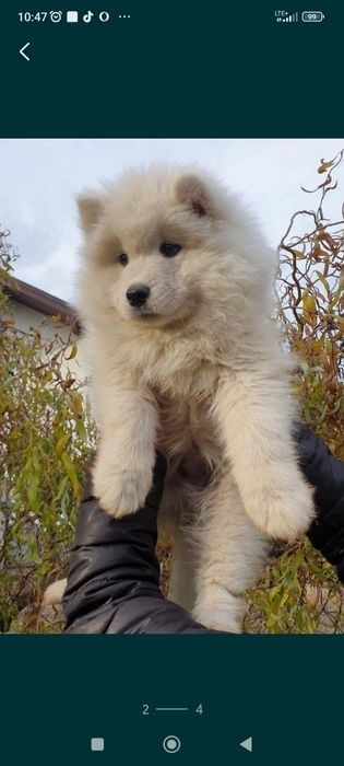 Samoyed uroczy chłopiec