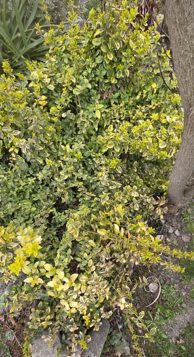 Sprzedam kwiaty do ogrodu