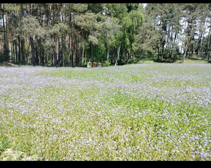 Sprzedam facelię z chabrem