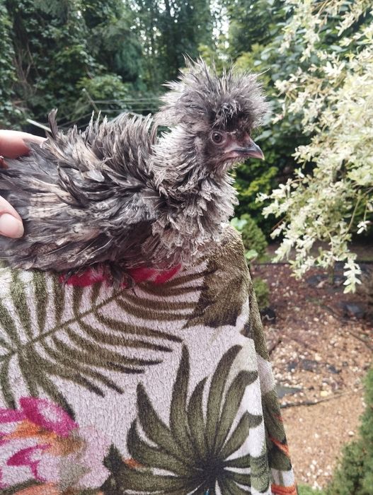 Kury ozdobne Silka, Białoczub holenderski,czubatka Padewska Dowóz