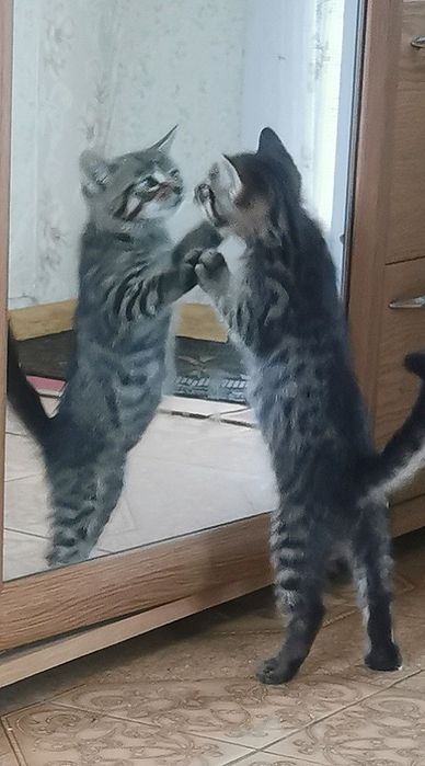 Хлопчик тигрик шукає родину