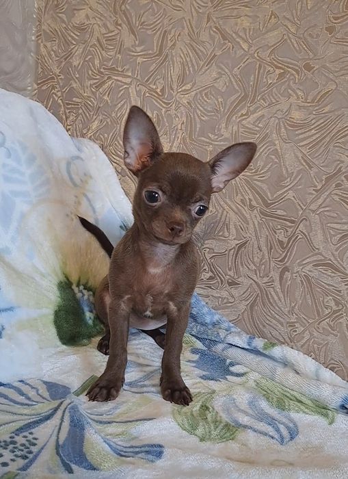 Шоколадная красота