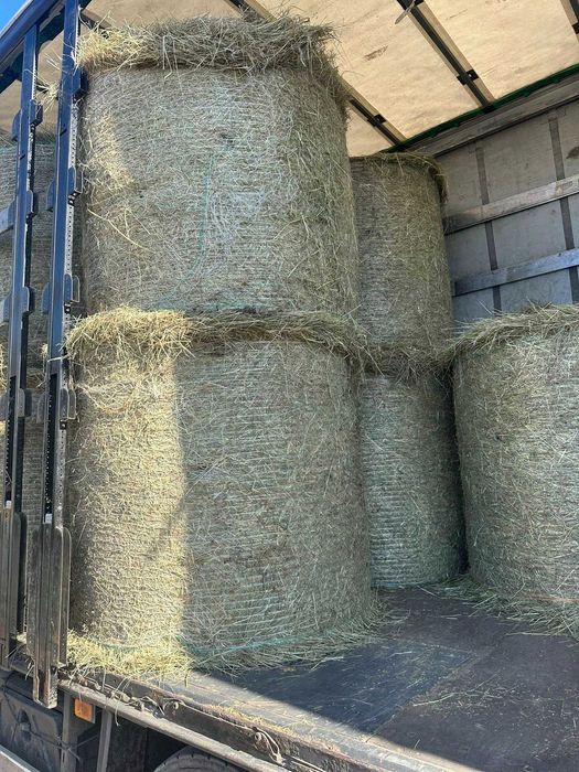 SIANO w belach, kostce DUŻEJ, małej oraz słoma