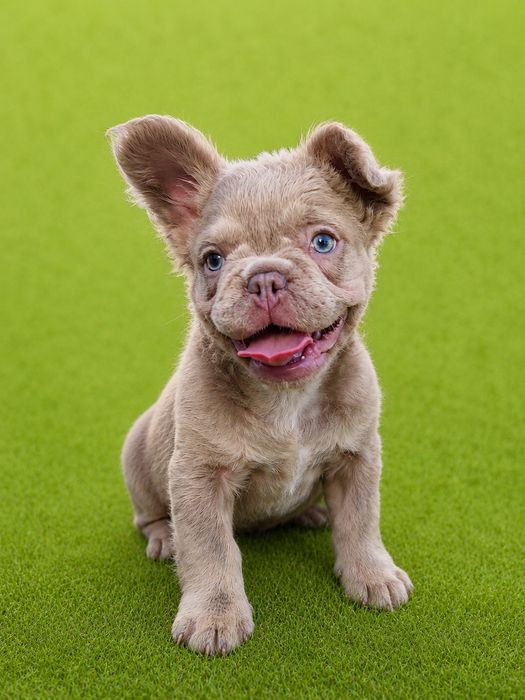 Buldog francuski Isabella Fluffy tan