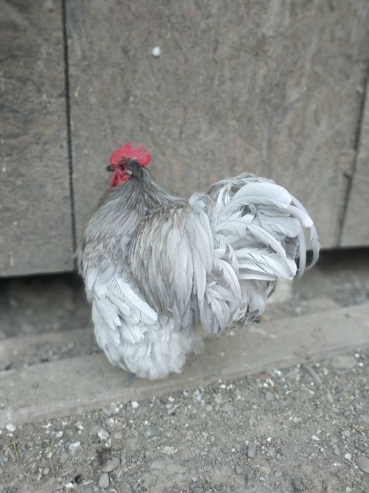 продам яйце орпингтон лаванда