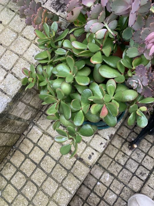 5 Mudas de suculentas + 2