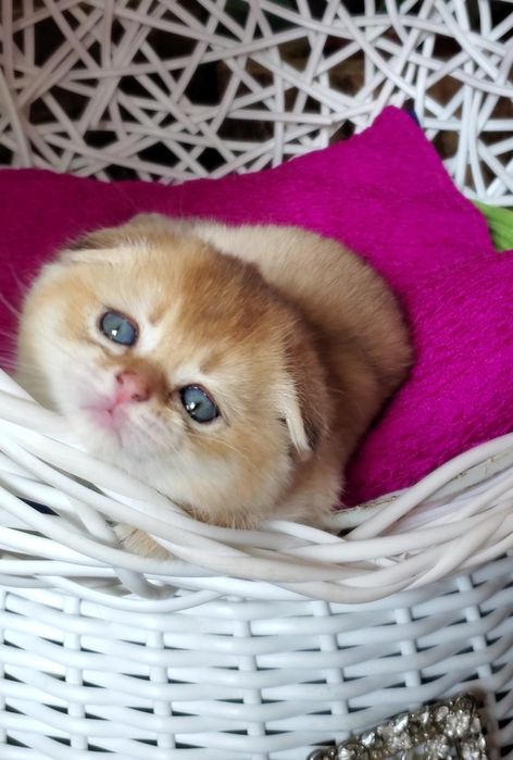 Очень ласковые и ручные малыши, котята золотая шиншилла