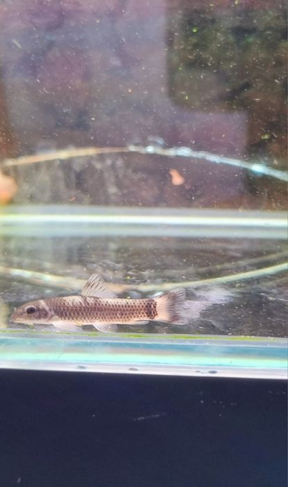 Garra flavatra/ garra panda