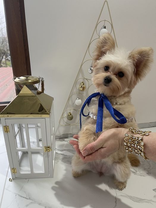 Помапу — 4 пухнасті принцеси шукають новий дім