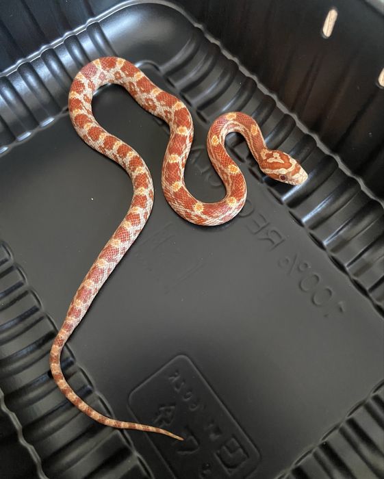 Wąż zbożowy Ultramel het anery scaleless