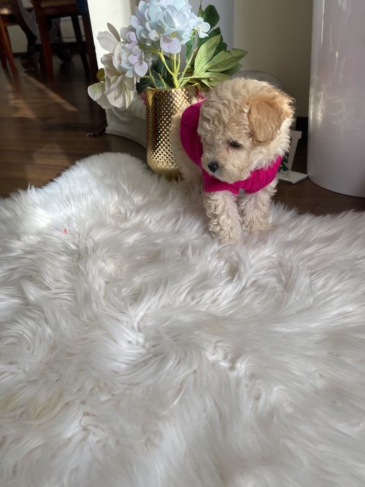 Шикарні vip якості мальтипу Ф-1