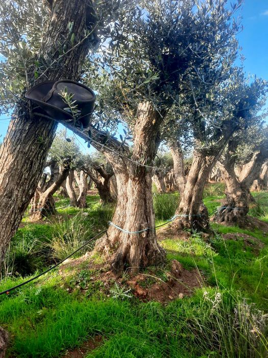 Oliveiras centenárias