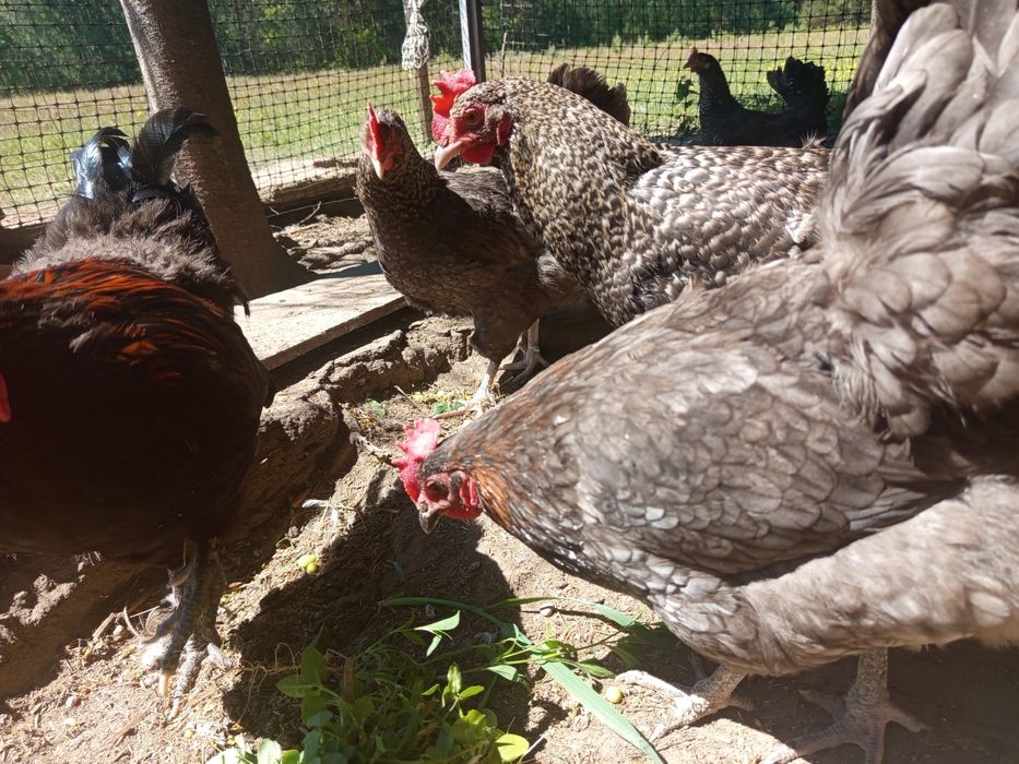 Stadko kur Marans 6 + 1 / czerwona skorupa