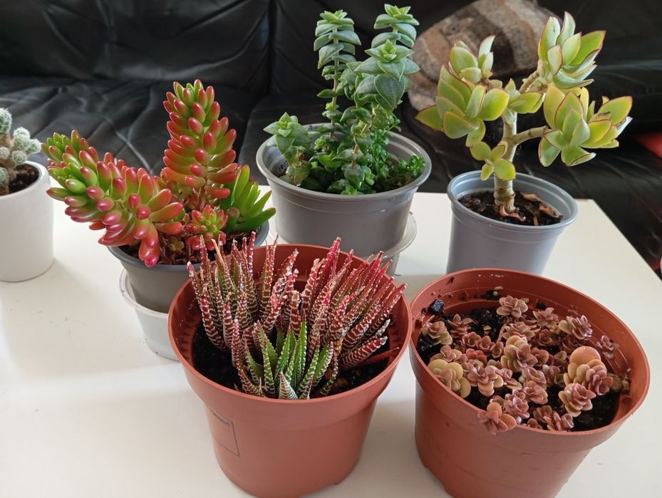 Plantas naturais 4 e 5 euros
