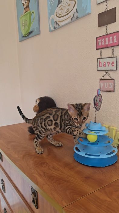 Елітні  бенгальські  кошенята  дівчата бенгал