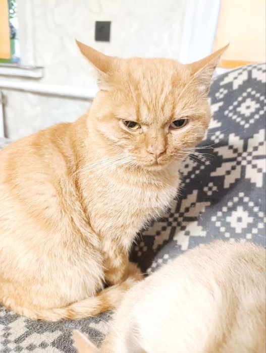 Потерялся кот рыжий