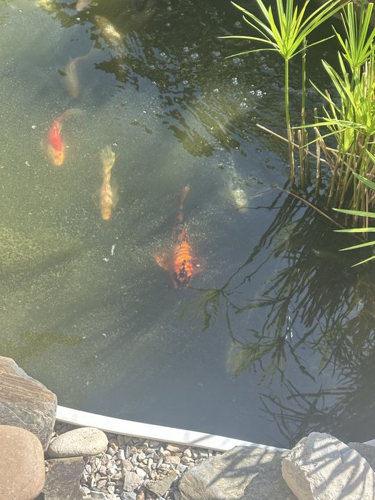 Vendo carpas koi