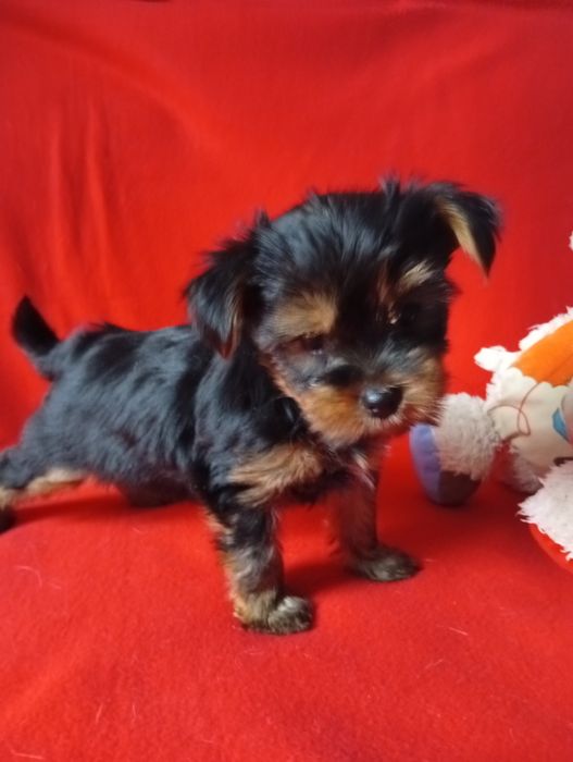 Yorkshire terrier szczeniak dziewczynka